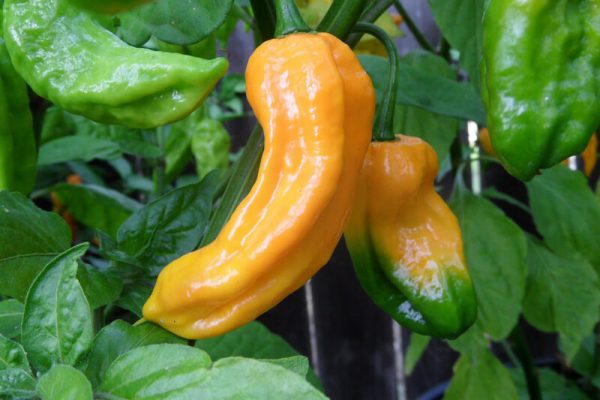 Yellow Bhut Jolokia 16