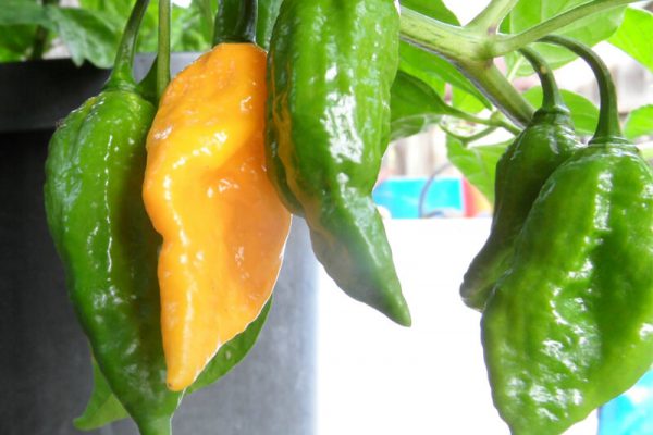 Yellow Bhut Jolokia 17