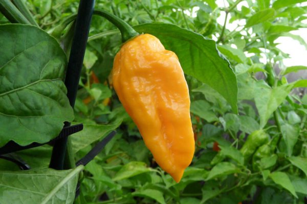 Yellow Bhut Jolokia 18