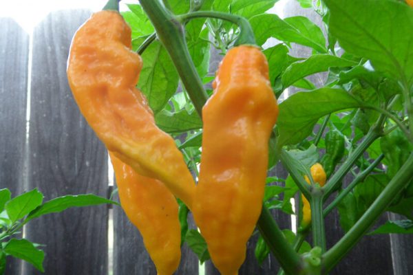 Yellow Bhut Jolokia 19
