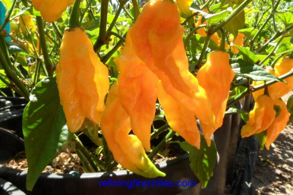 Yellow Bhut Jolokia 2
