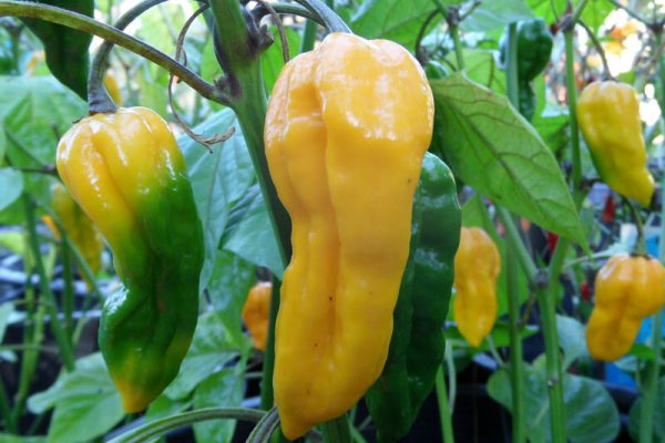 Yellow Bhut Jolokia 20