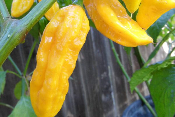 Yellow Bhut Jolokia 21