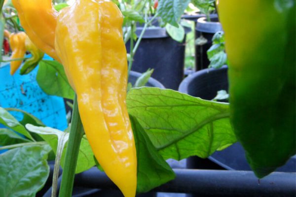 Yellow Bhut Jolokia 22
