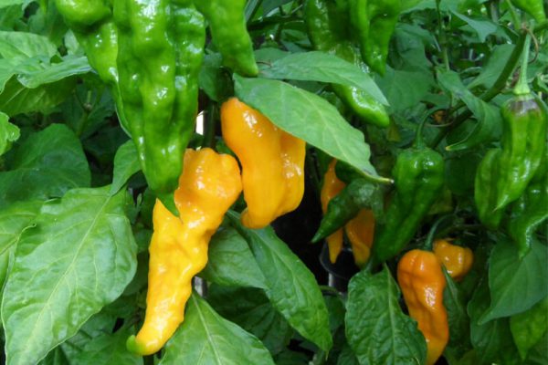 Yellow Bhut Jolokia 23