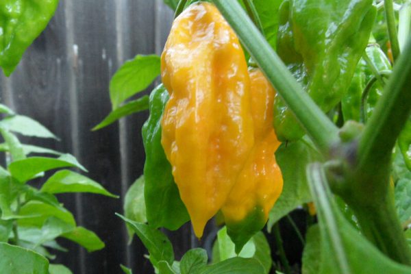 Yellow Bhut Jolokia 24