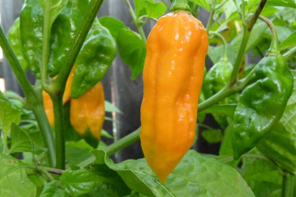 Yellow Bhut Jolokia 25