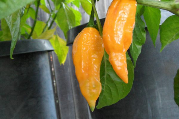 Yellow Bhut Jolokia 26