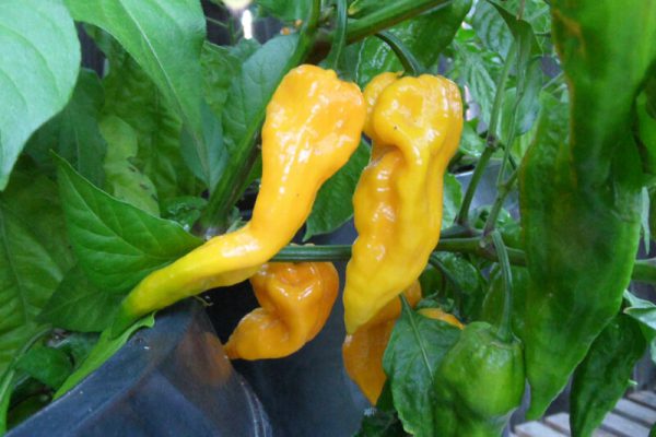 Yellow Bhut Jolokia 27