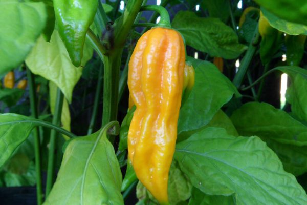 Yellow Bhut Jolokia 28