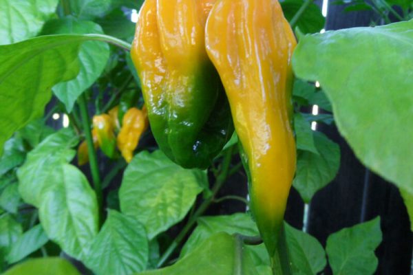 Yellow Bhut Jolokia 29