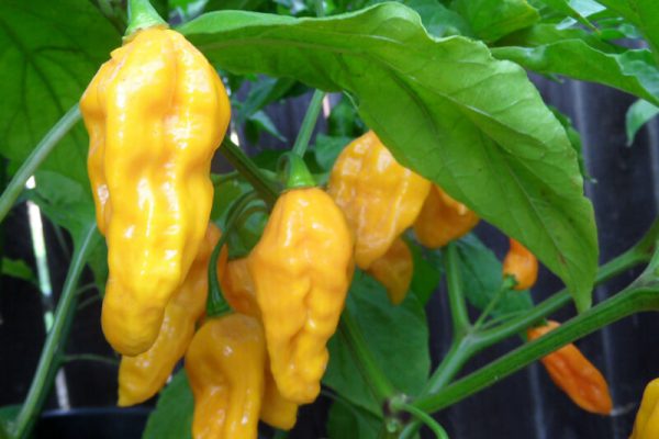 Yellow Bhut Jolokia 3