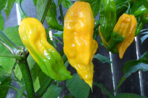 Yellow Bhut Jolokia 30