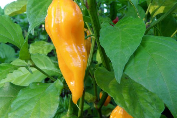 Yellow Bhut Jolokia 32