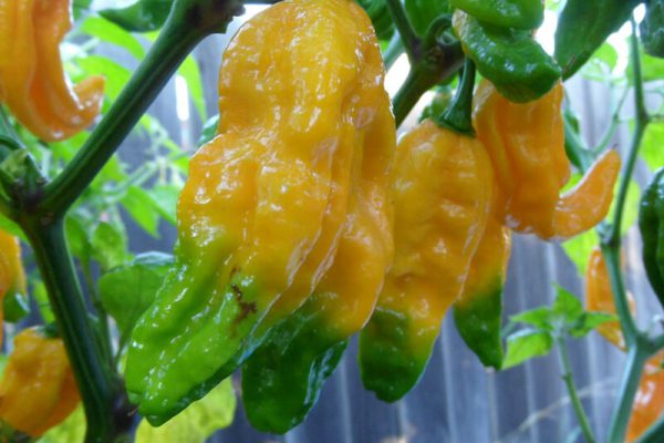 Yellow Bhut Jolokia 33