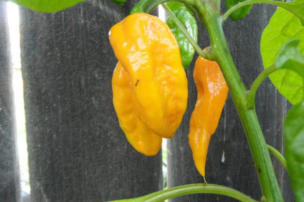 Yellow Bhut Jolokia 34