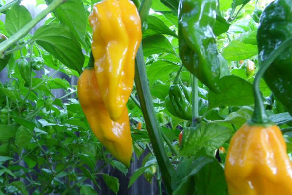 Yellow Bhut Jolokia 35