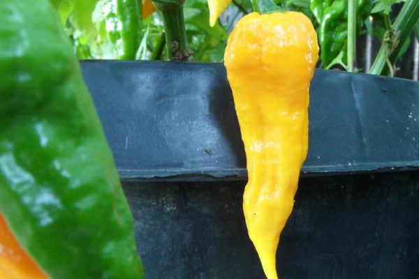 Yellow Bhut Jolokia 36