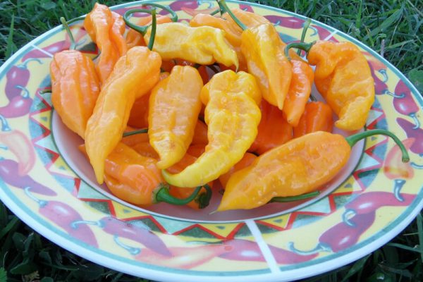 Yellow Bhut Jolokia 37