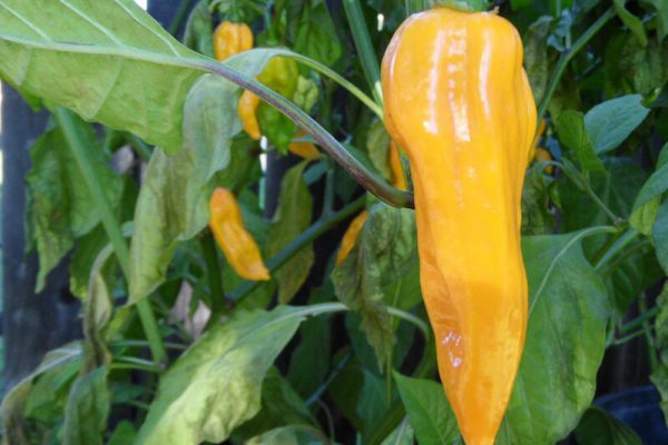 Yellow Bhut Jolokia 38