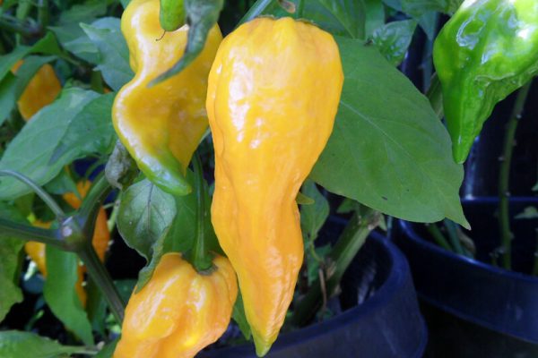 Yellow Bhut Jolokia 39