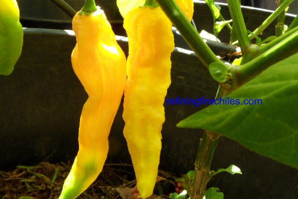 Yellow Bhut Jolokia 4