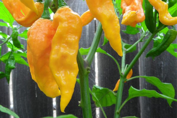 Yellow Bhut Jolokia 5
