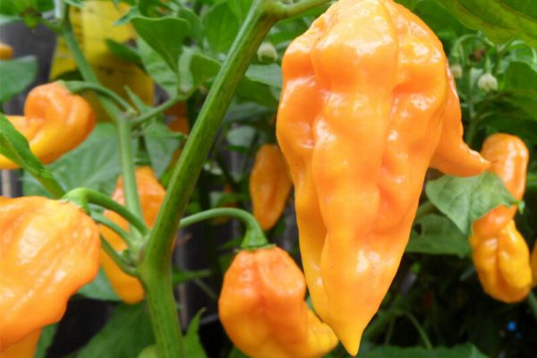 Yellow Bhut Jolokia 7