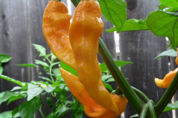 Yellow Bhut Jolokia 8