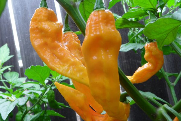 Yellow Bhut Jolokia 9