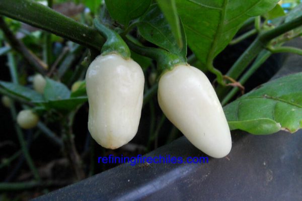 Yucatan White Habanero 1