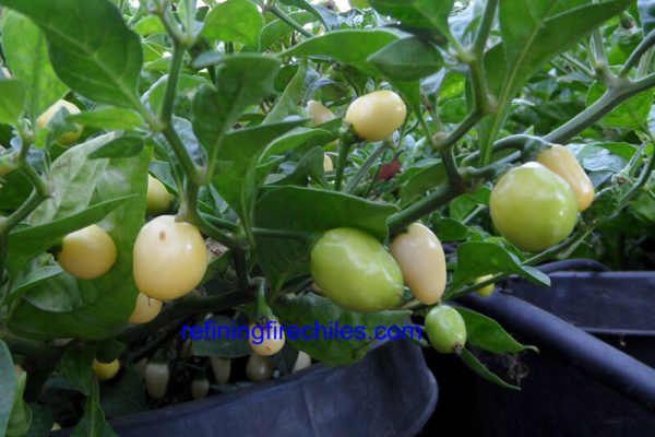 Yucatan White Habanero 10