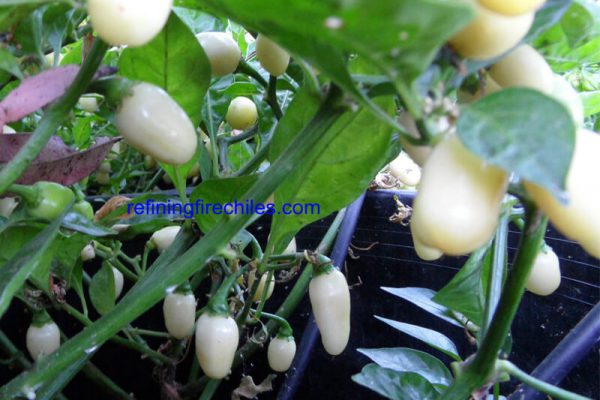 Yucatan White Habanero 11