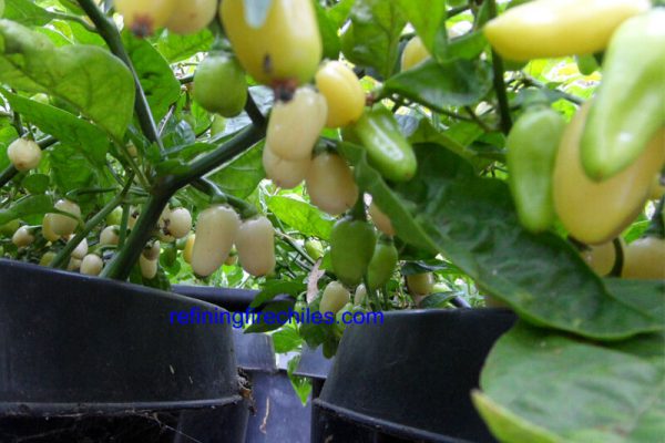 Yucatan White Habanero 12