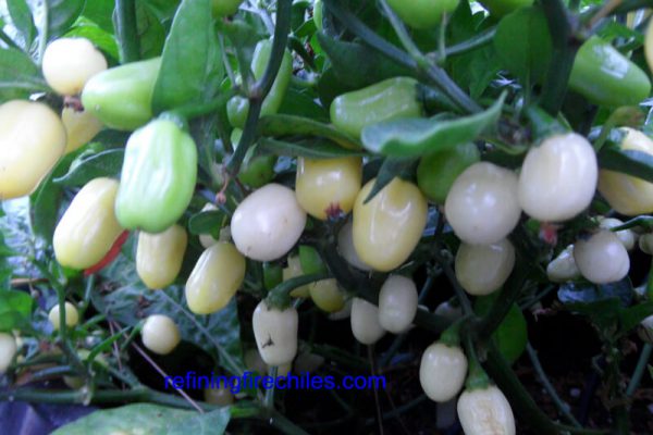 Yucatan White Habanero 13