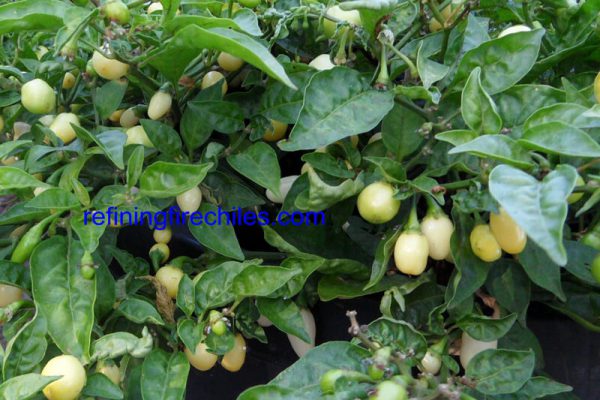 Yucatan White Habanero 14