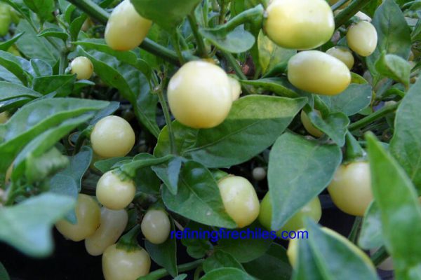 Yucatan White Habanero 15