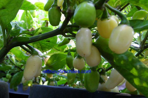 Yucatan White Habanero 16