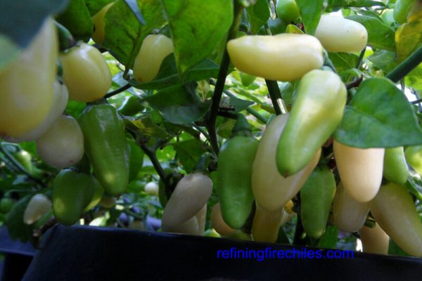 Yucatan White Habanero 17