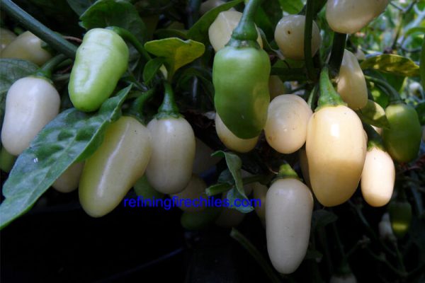 Yucatan White Habanero 18