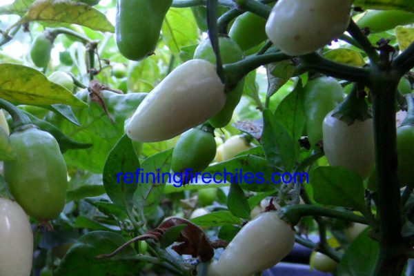 Yucatan White Habanero 19