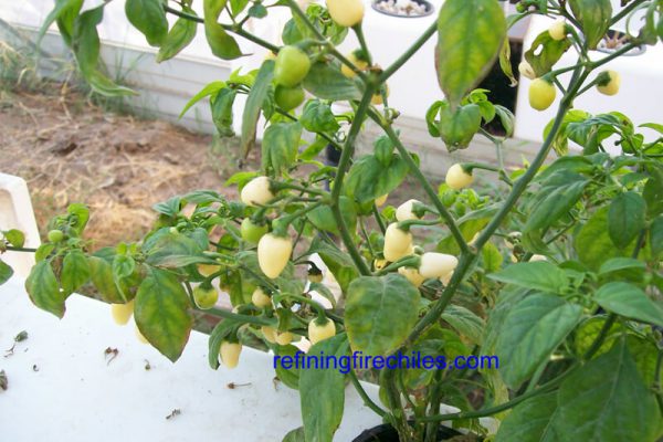 Yucatan White Habanero 2