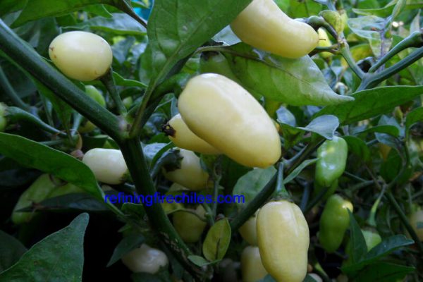Yucatan White Habanero 20