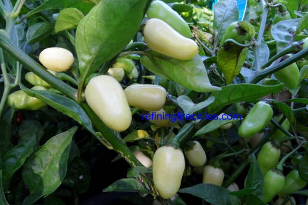Yucatan White Habanero 21