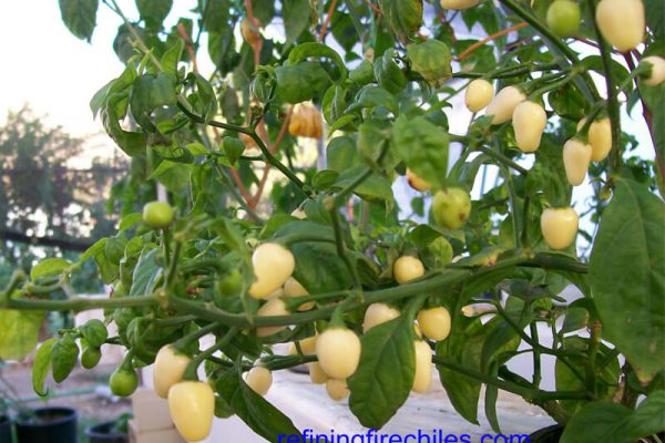 Yucatan White Habanero 3
