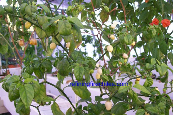 Yucatan White Habanero 5