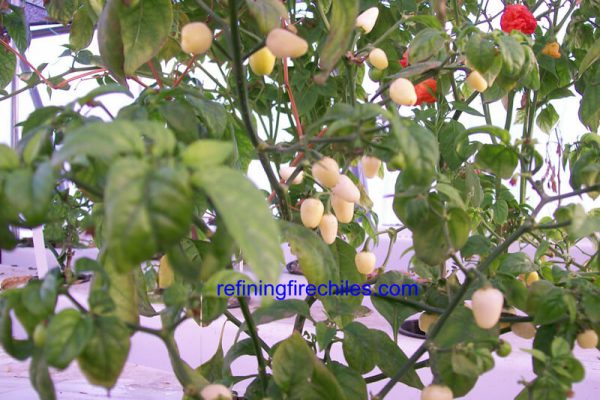 Yucatan White Habanero 6