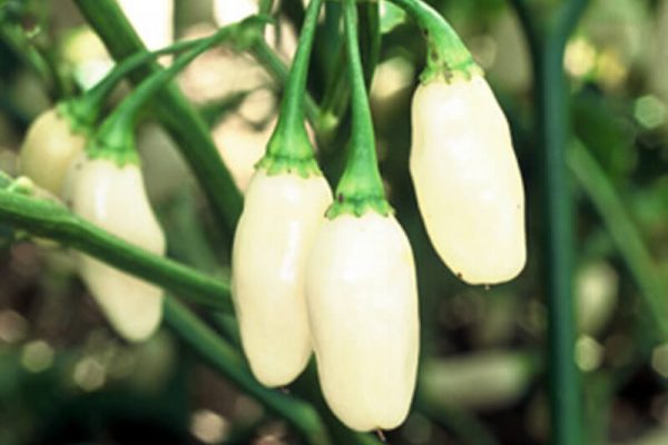 Yucatan White Habanero 7