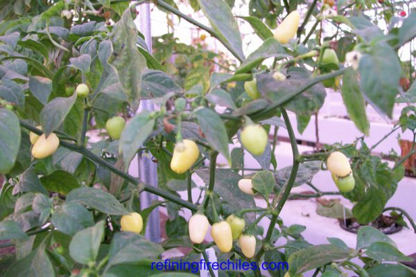 Yucatan White Habanero 8