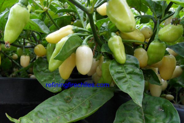 Yucatan White Habanero 9
